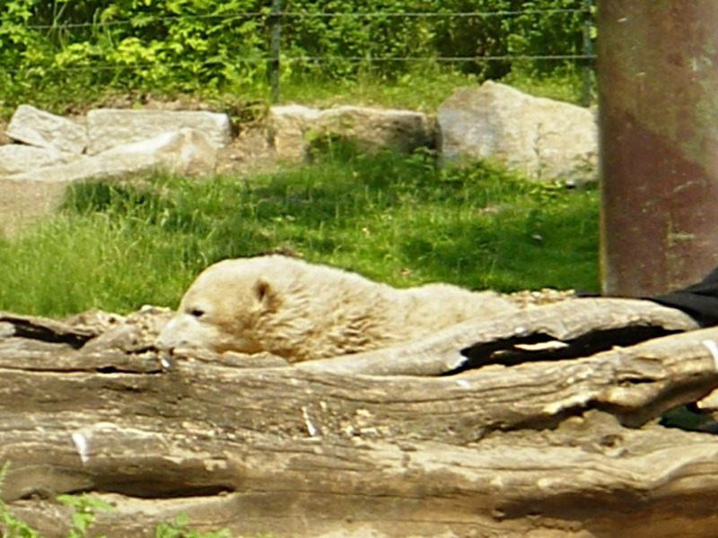 Knut_Juni07_big_09.jpg - Auch Knut muß sich mal ausruhen