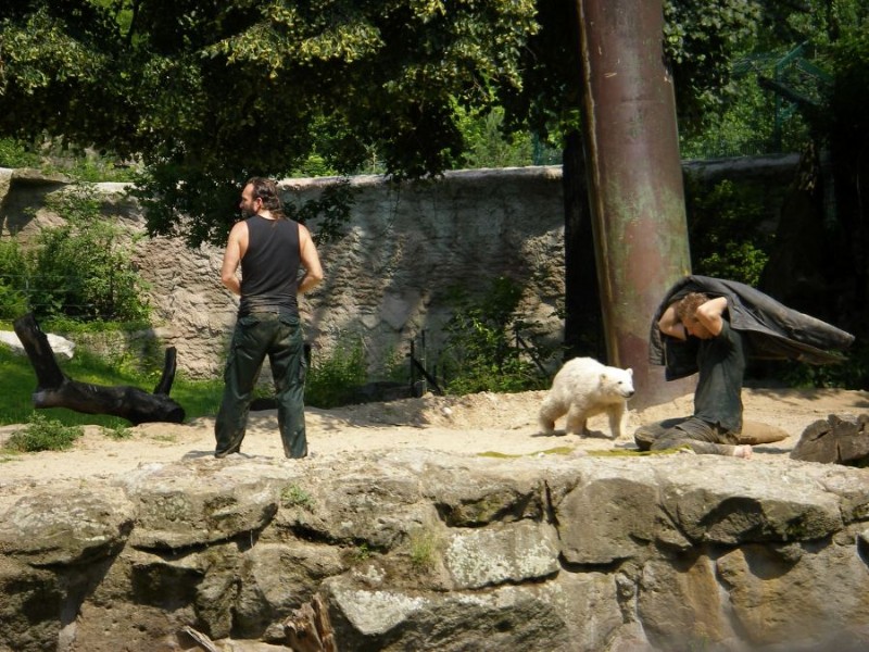 Knut_Juni07_big_25.jpg - ist er nicht süß? :-)