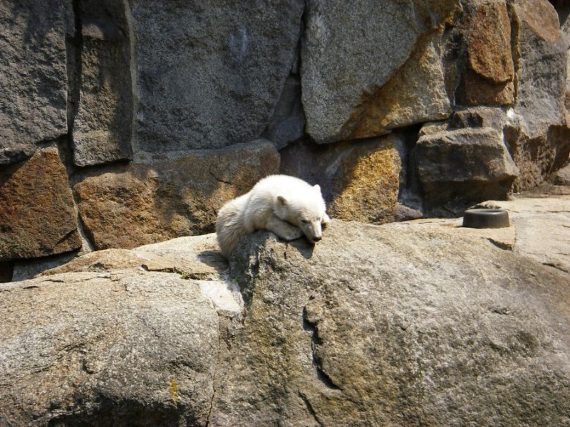 Knut_Juni07_big_39.jpg - Um Knut ein wenig Ruhe zu gönnen, hat man ihm ein kleines "Ausweich-Gehege" gegeben...