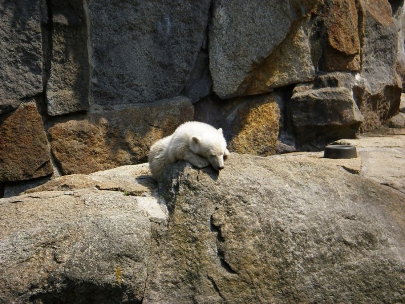 Knut_Juni07_big_40.jpg - ...ich habe es eher zufällig entdeckt, als ich nach der letzten "Vorstellung" zu den großen Eisbären ging...