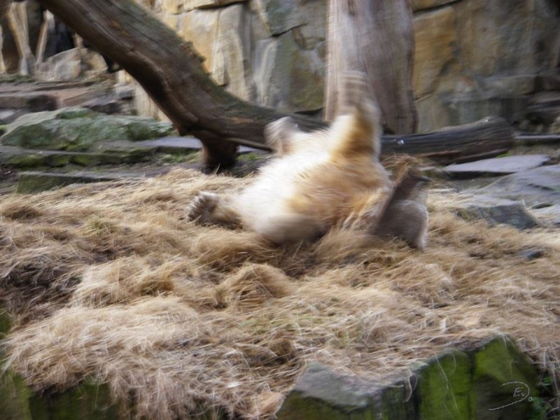 Knut_Januar08_big_01.jpg - Knut am 14.Januar 2008 beim Räckeln im Stroh :-))