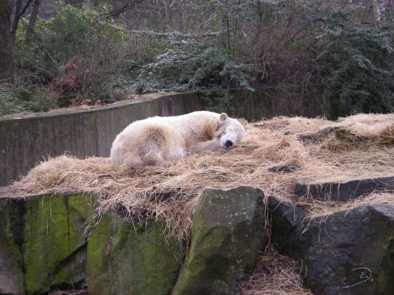 Knut_Januar08_big_03.jpg - Es war seine Schlafenszeit :-)