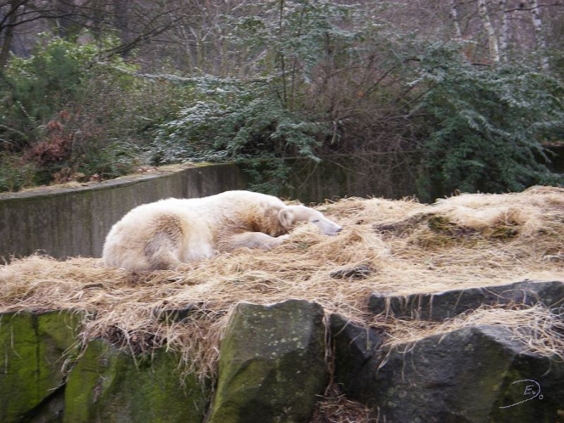 Knut_Januar08_big_05.jpg - letzlich muß man aber doch ausruhen, bei den vielen Menschen, die jeden Tag vorbeischauen