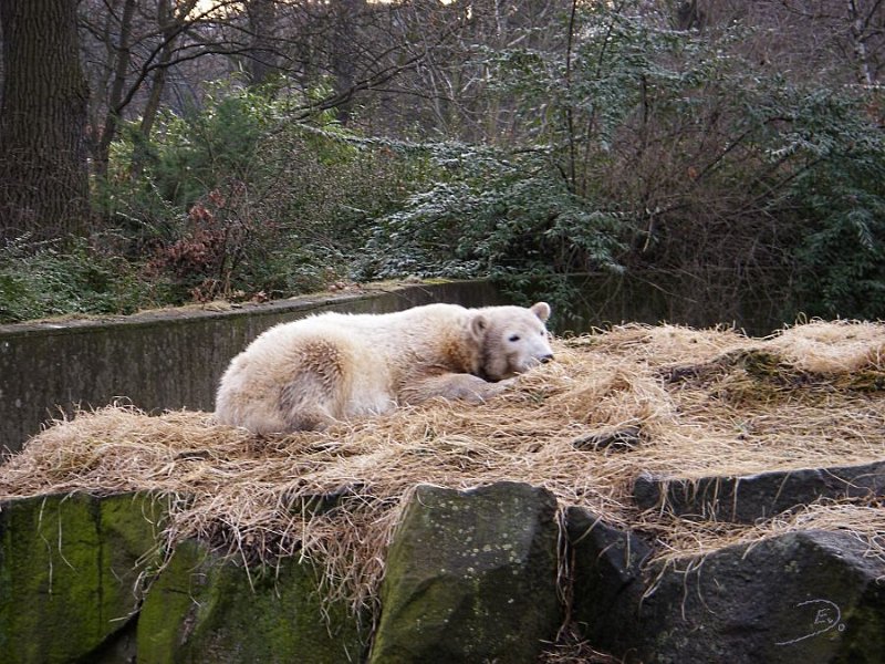 Knut_Januar08_big_07.jpg - schlafen...