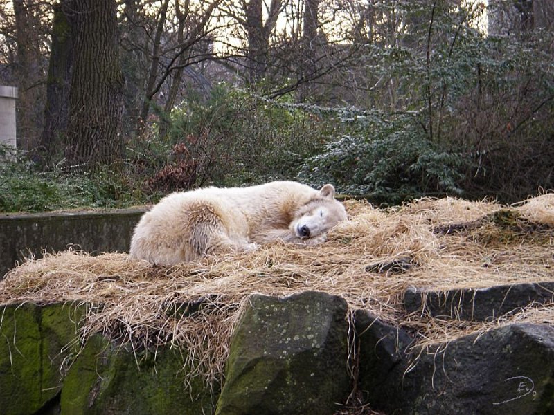 Knut_Januar08_big_08.jpg - ist das süß :-)