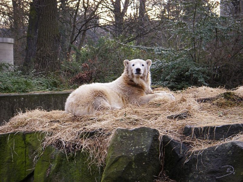 Knut_Januar08_big_10.jpg - Knut hat mich direkt angesehen *smile*