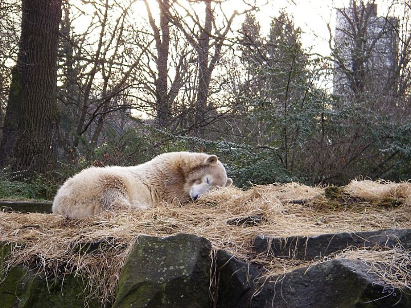 Knut_Januar08_big_11.jpg - ein wenig den Schlaf aus den Augen wischen...