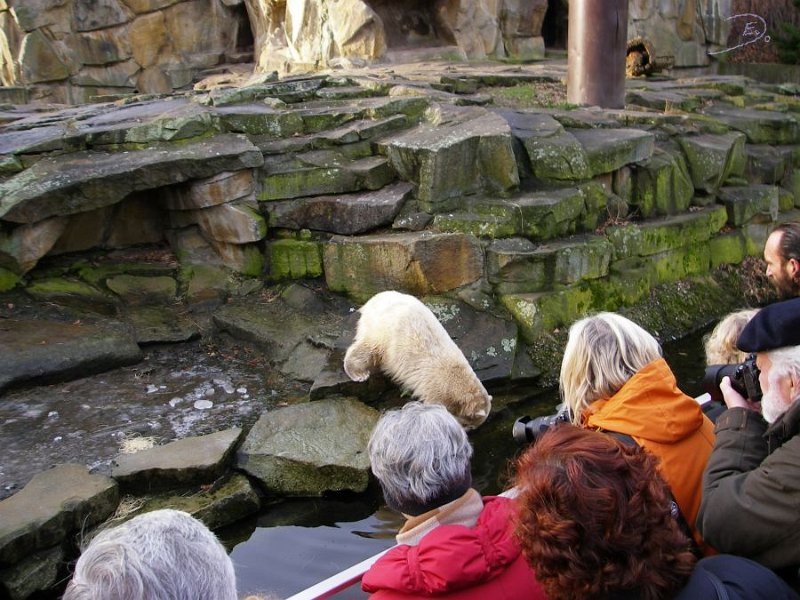 Knut_Januar08_big_13.jpg - Knuts Papa hat ihm was zu Futtern gegeben...