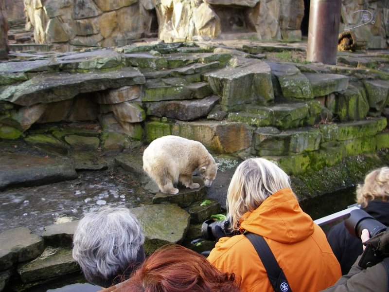 Knut_Januar08_big_14.jpg - Salat zum Beispiel...