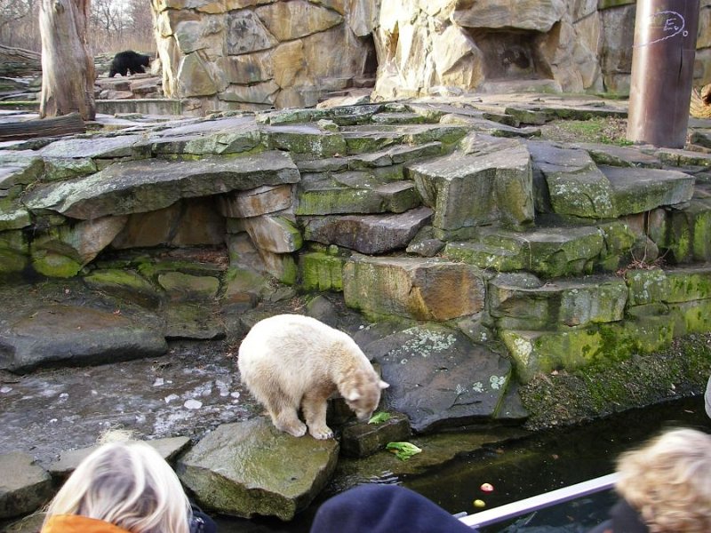 Knut_Januar08_big_15.jpg - Einen Apfel hole ich mir gleich...