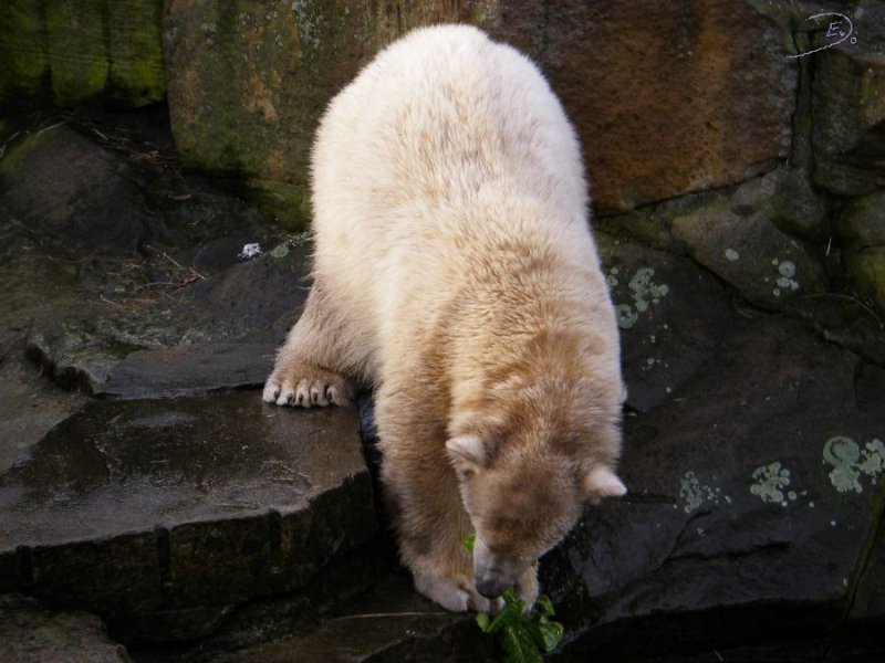 Knut_Januar08_big_17.jpg - Guten Hunger :-)