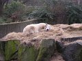 Knut_Januar08_big_03