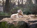 Knut_Januar08_big_09