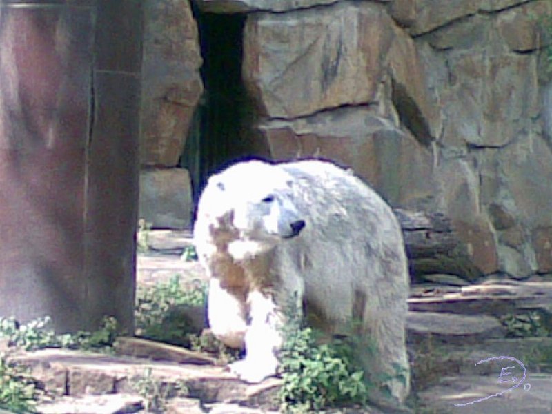 Knut_Sept08_big_02.jpg - Knut wartet auf sein Happen Pappen...