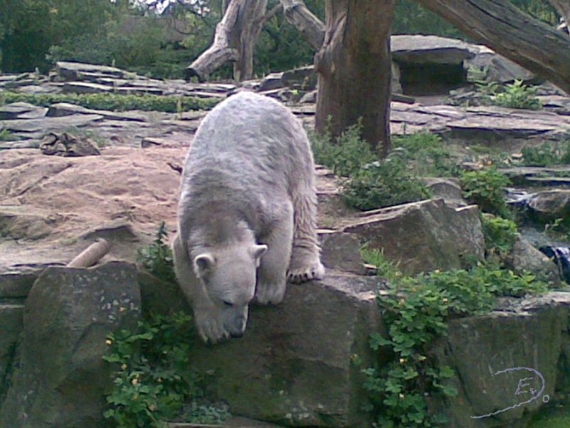 Knut_Sept08_big_04.jpg - Im Wasser ist was...