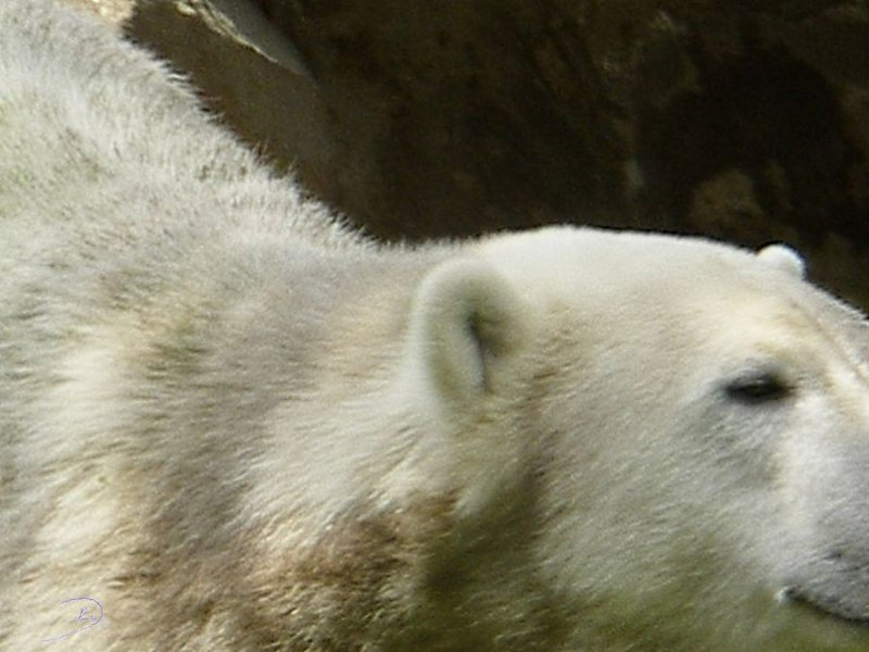 Knut_Sept08_big_06.jpg - Er sieht sein Fresschen praktisch schon...vor seinem inneren Auge *g*