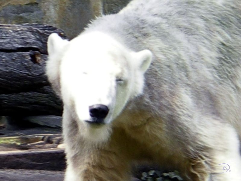 Knut_Sept08_big_07.jpg - Meine Knut Bilder