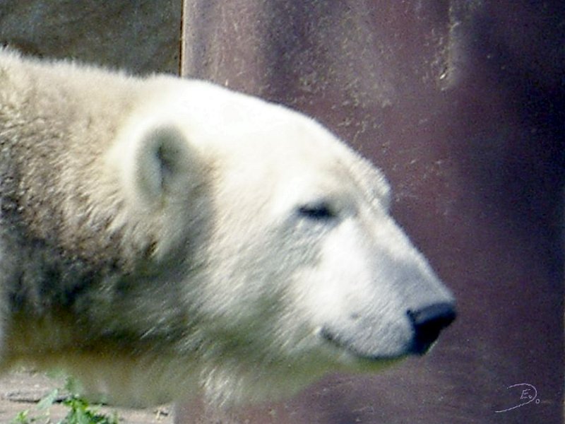 Knut_Sept08_big_08.jpg - Ein hübscher Bär :-)