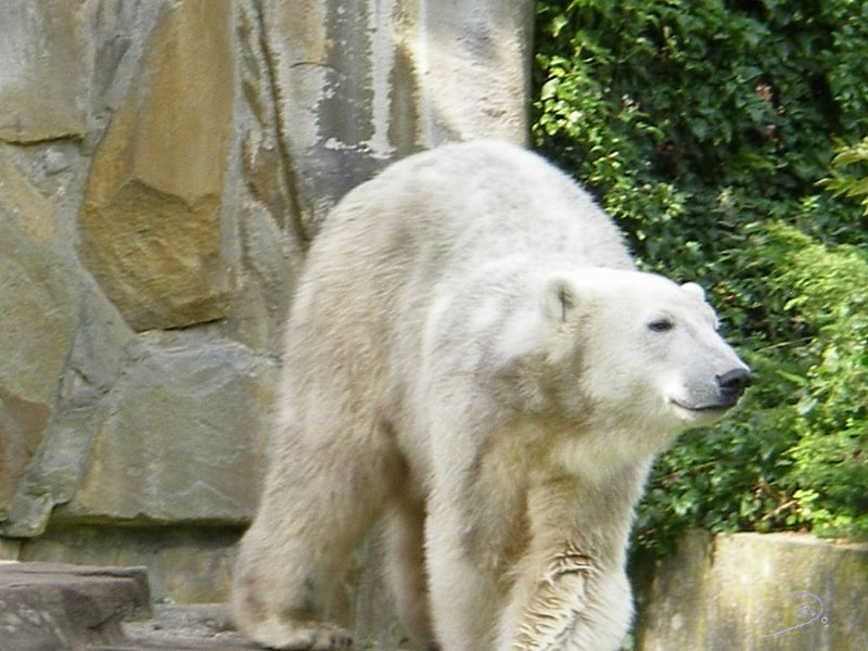 Knut_Sept08_big_09.jpg - gleich ist es soweit...