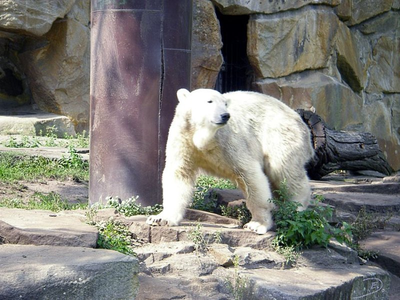 Knut_Sept08_big_11.jpg - Meine Knut Bilder