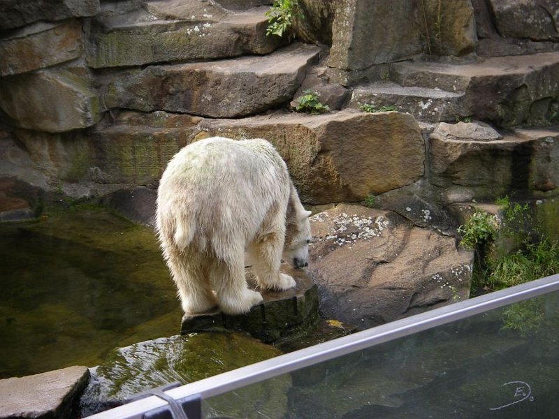 Knut_Sept08_big_12.jpg - Er spielt noch ein wenig am Wasser...