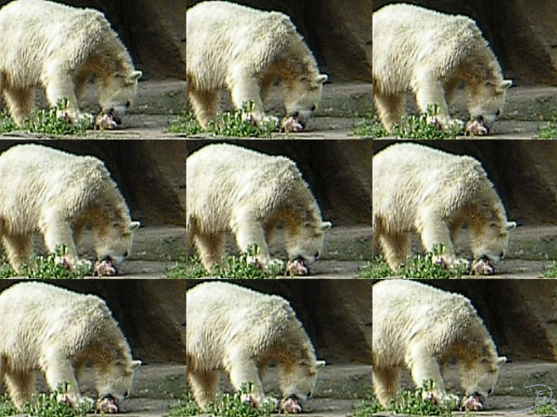 Knut_Sept08_big_16.jpg - Jetzt kann ich endlich mampfen :-))