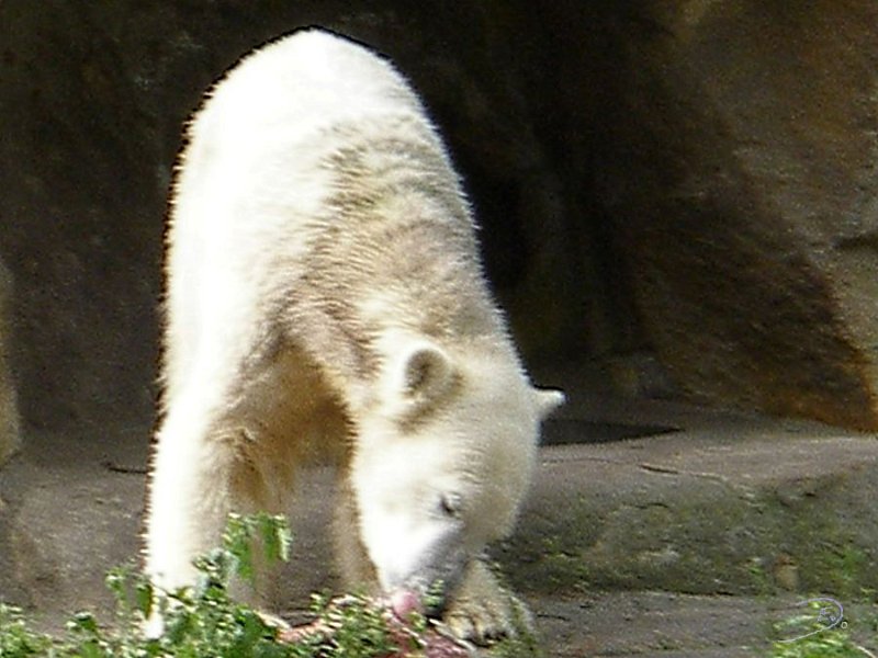 Knut_Sept08_big_17.jpg - lecker Fleisch