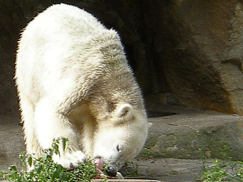 Knut_Sept08_big_18.jpg - Meine Knut Bilder