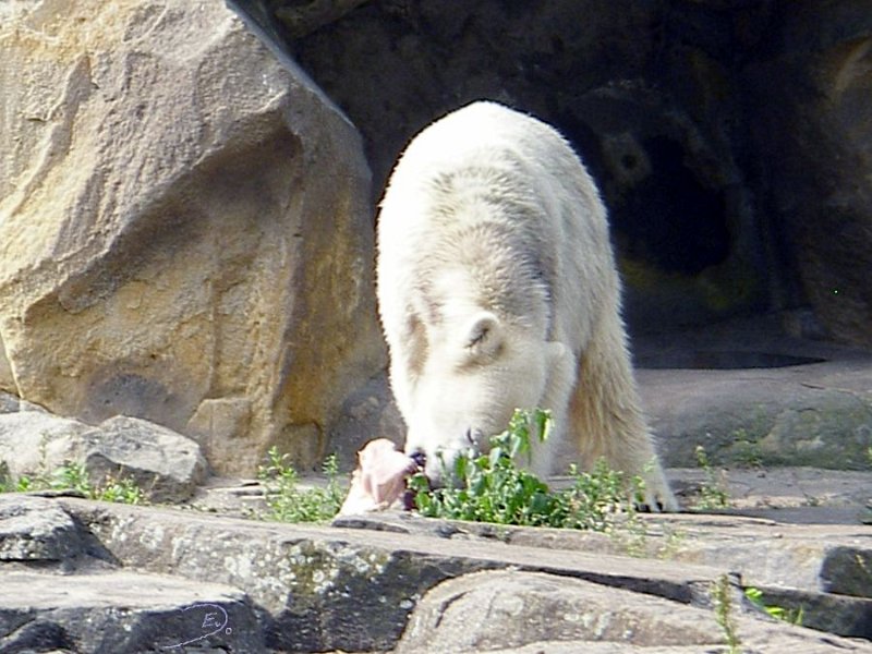 Knut_Sept08_big_19.jpg - Meine Knut Bilder