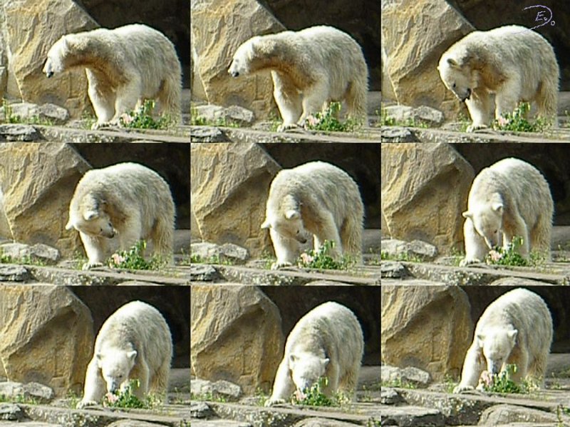 Knut_Sept08_big_21.jpg - mit dem Knochen hatte er wirklich zu tun...