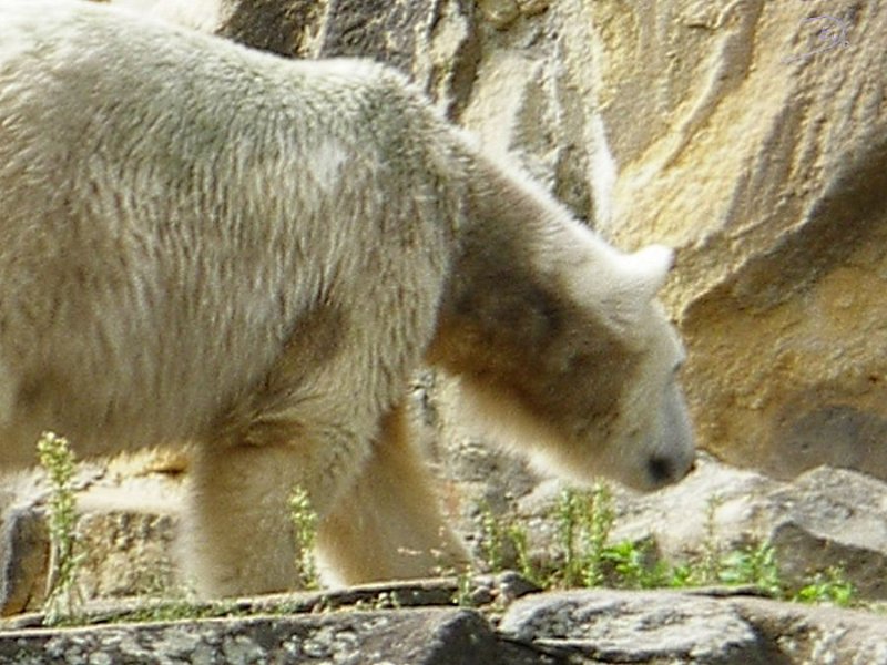 Knut_Sept08_big_24.jpg