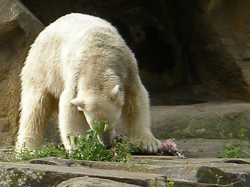 Knut_Sept08_big_26.jpg - naja...vielleicht geht doch noch was *g*