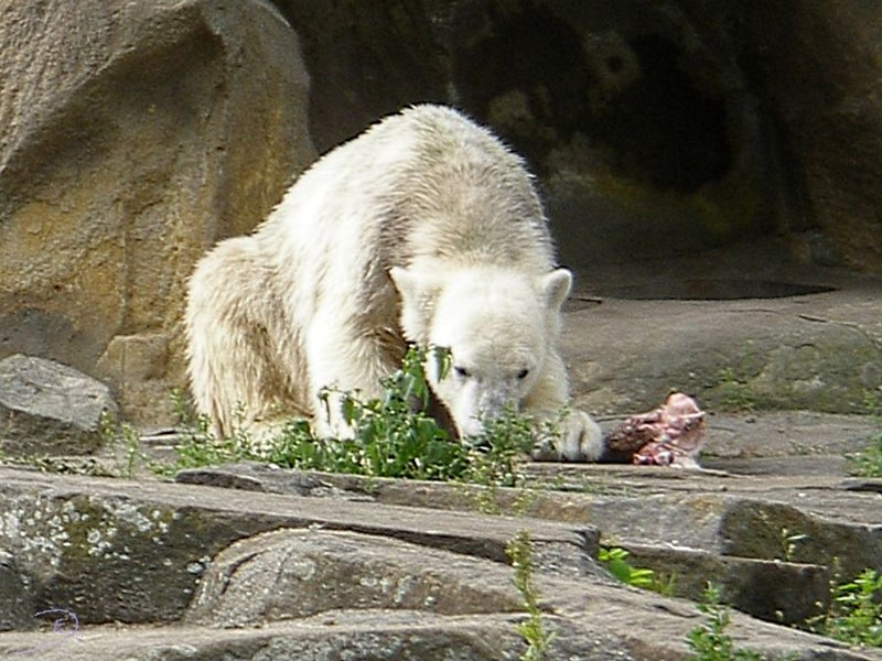 Knut_Sept08_big_27.jpg - Meine Knut Bilder