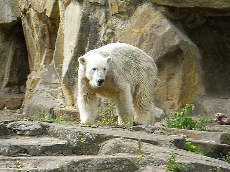 Knut_Sept08_big_30.jpg - zwischendurch Richtung Wasser...