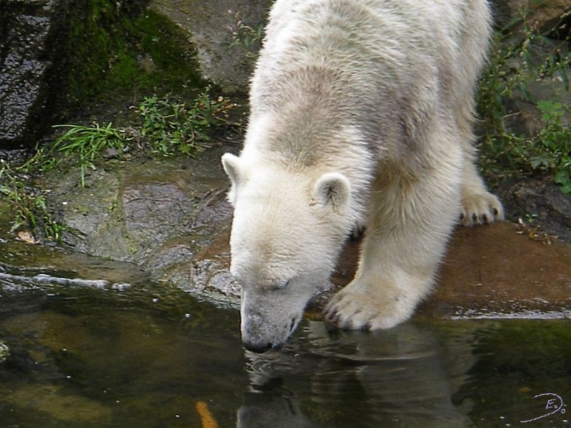 Knut_Sept08_big_34.jpg - da ist doch was...?