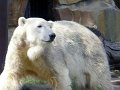 Knut_Sept08_big_10