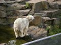 Knut_Sept08_big_13