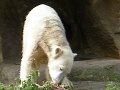 Knut_Sept08_big_17