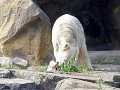 Knut_Sept08_big_19