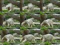 Knut_Sept08_big_31