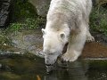 Knut_Sept08_big_34