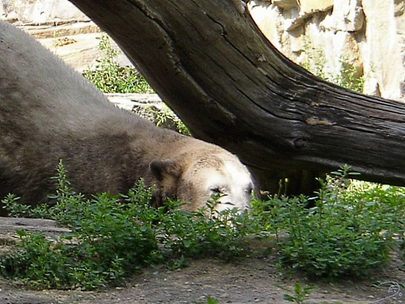 Knut_August10_big_01.jpg - Knut reckt und streckt sich am 20.08.2010