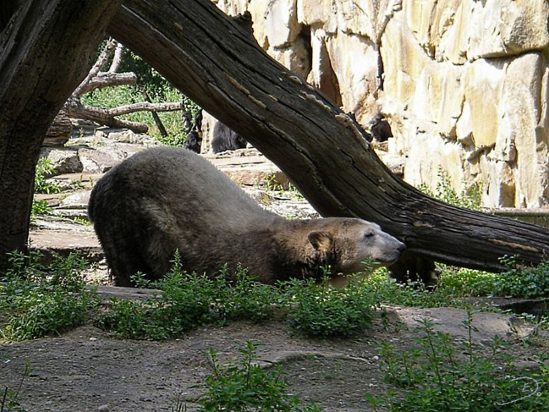 Knut_August10_big_03.jpg - ...aber er wirds sicher gleich schaffen...