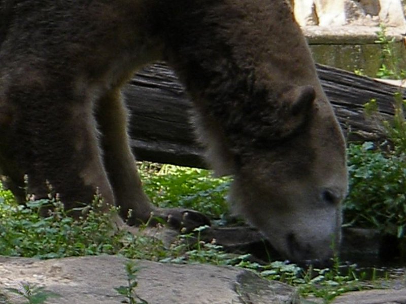 Knut_August10_big_06.jpg - Ein bisschen Wasser braucht auch ein Bär