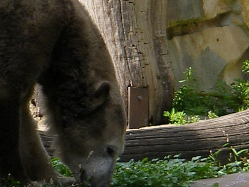 Knut_August10_big_07.jpg - Ob da auch noch was anderes im Wasser ist?