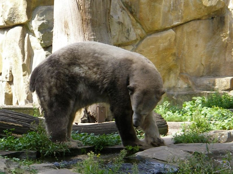 Knut_August10_big_08.jpg - oder aber es wird nur gespielt