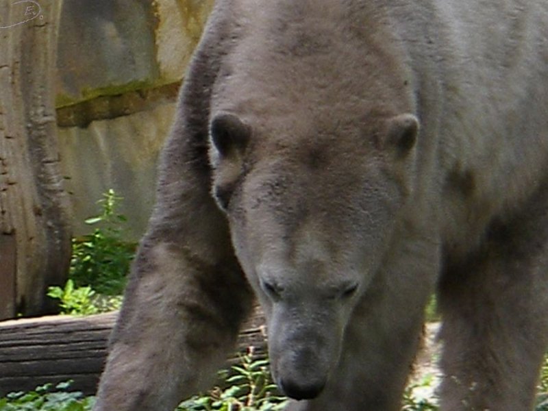 Knut_August10_big_10.jpg - na, irgendwas muß doch hier zum Spielen zu finden sein...