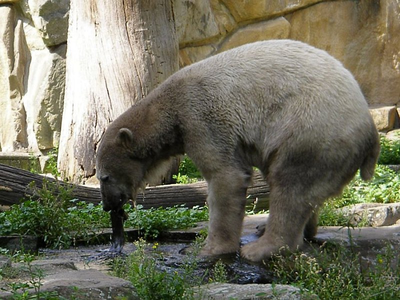 Knut_August10_big_12.jpg - Da ist ja mein Spielzeug...ähm...Spiellappen *g*