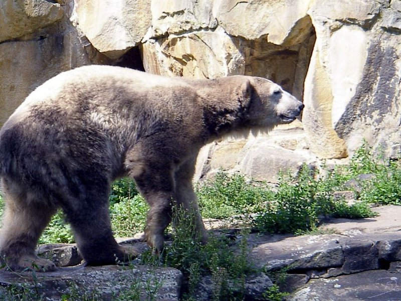 Knut_August10_big_13.jpg - Richtung Futter...