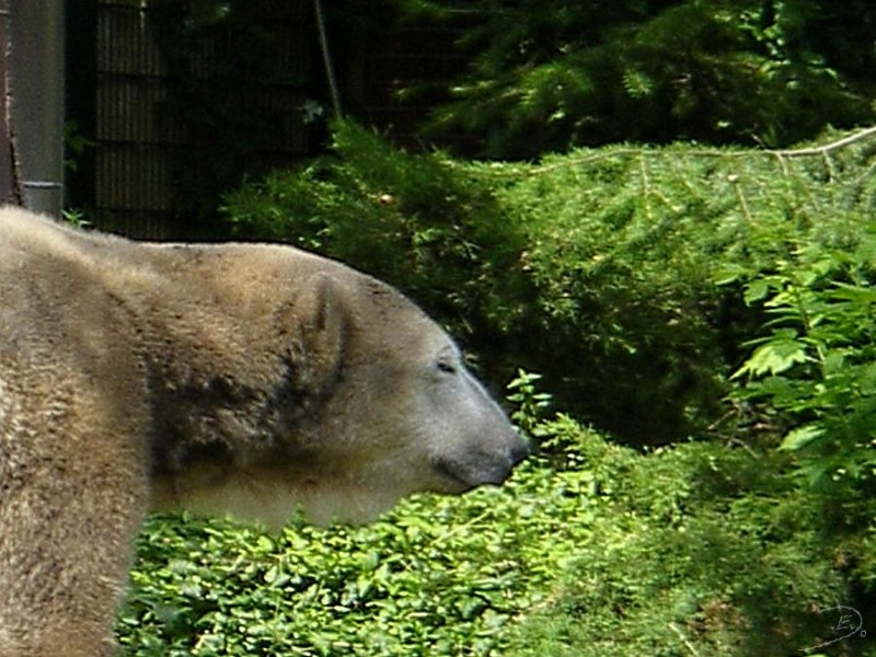 Knut_August10_big_14.jpg - Seine Futterzeit rückt näher